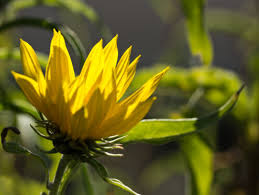 Attēlu rezultāti vaicājumam “Triglochin maritimum flower”