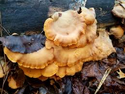 Attēlu rezultāti vaicājumam “Phyllotopsis nidulans”