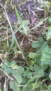 Attēlu rezultāti vaicājumam “Eurhynchium hians”