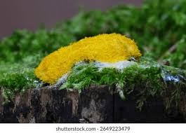 Attēlu rezultāti vaicājumam “Symphytocarpus flaccidus young”