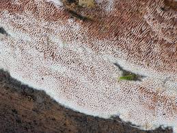 Attēlu rezultāti vaicājumam “Ceriporia purpurea”