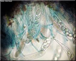 Attēlu rezultāti vaicājumam “Mniaecia jungermanniae”