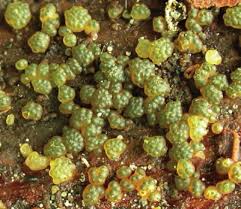 Attēlu rezultāti vaicājumam “Hypocrea gelatinosa”