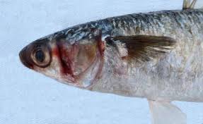 Image result for Mugil curema