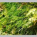 Attēlu rezultāti vaicājumam “Seligeria donniana”