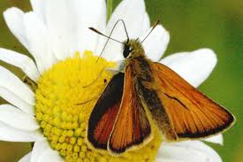 Attēlu rezultāti vaicājumam “Thymelicus sylvestris male”