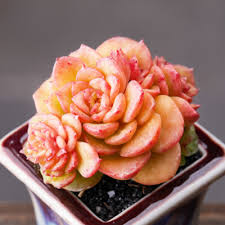 Attēlu rezultāti vaicājumam “Crassulaceae”