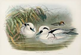 Attēlu rezultāti vaicājumam “Mergus albellus”