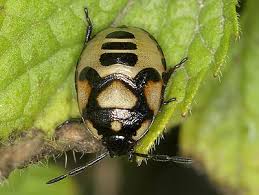 Attēlu rezultāti vaicājumam “Tritomegas bicolor imago”
