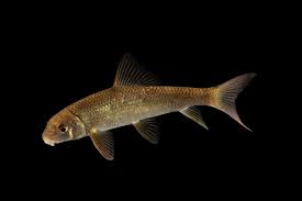 Image result for Moxostoma erythrurum