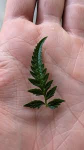 Attēlu rezultāti vaicājumam “Anthriscus sylvestris leaf”