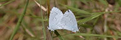 Attēlu rezultāti vaicājumam “Celastrina argiolus male”