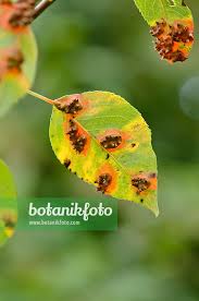 Attēlu rezultāti vaicājumam “Gymnosporangium sabinae”