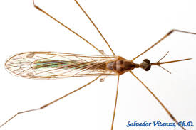 Attēlu rezultāti vaicājumam “Limoniidae”