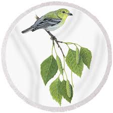 Image result for Vireo flavifrons