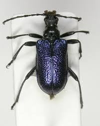 Attēlu rezultāti vaicājumam “Gaurotes virginea”