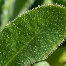 Attēlu rezultāti vaicājumam “Leontodon hispidus fruit”