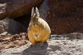 Image result for viscacha