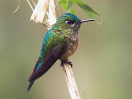 Attēlu rezultāti vaicājumam “Lycogala asperum sessile”