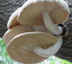 Attēlu rezultāti vaicājumam “Hypsizygus ulmarius”