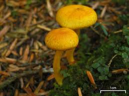 Attēlu rezultāti vaicājumam “Homalia trichomanoides sporophyte”