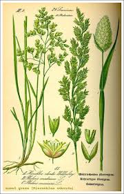 Attēlu rezultāti vaicājumam “Hierochloe odorata flower”