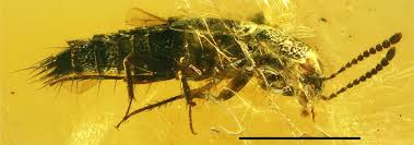 Attēlu rezultāti vaicājumam “Tachyporus sp.”