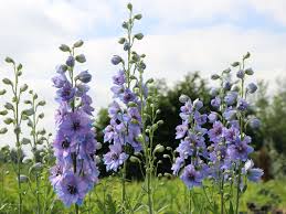 Image result for Rittersporn