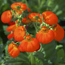 Image result for Calceolaria