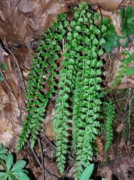 Attēlu rezultāti vaicājumam “Asplenium viride”