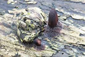 Attēlu rezultāti vaicājumam “Stemonitis axifera stalked”