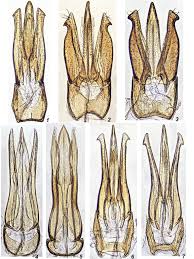 Attēlu rezultāti vaicājumam “Harminius undulatus”