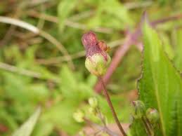 Attēlu rezultāti vaicājumam “Scrophularia umbrosa flower”