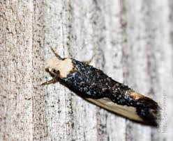 Attēlu rezultāti vaicājumam “Monopis monachella”