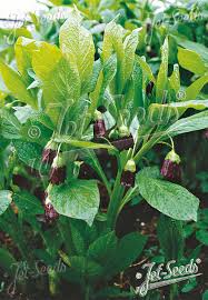 Attēlu rezultāti vaicājumam “Scopolia carniolica flower”