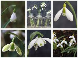 Attēlu rezultāti vaicājumam “Galanthus nivalis fruit”