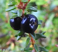 Attēlu rezultāti vaicājumam “Empetraceae”