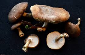 Attēlu rezultāti vaicājumam “Polyporus brumalis”