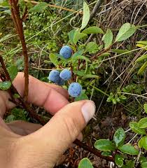 Attēlu rezultāti vaicājumam “Vaccinium uliginosum”