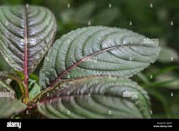 Attēlu rezultāti vaicājumam “Impatiens glandulifera leaf”