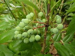 Attēlu rezultāti vaicājumam “Mahonia aquifolium fruit”
