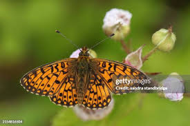 Attēlu rezultāti vaicājumam “Clossiana selene underside”