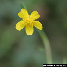 Attēlu rezultāti vaicājumam “Ranunculus flammula”