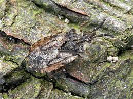 Attēlu rezultāti vaicājumam “Aradus betulae”