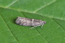 Attēlu rezultāti vaicājumam “Ortholepis betulae”