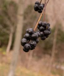 Attēlu rezultāti vaicājumam “Phellodendron amurense fruit”