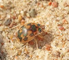 Attēlu rezultāti vaicājumam “Omophron limbatum”