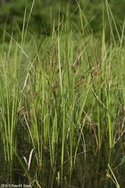Attēlu rezultāti vaicājumam “Carex rostrata”