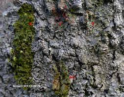 Attēlu rezultāti vaicājumam “Punctelia subrudecta”