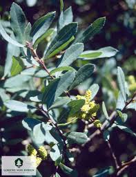 Attēlu rezultāti vaicājumam “Myrica gale leaf”